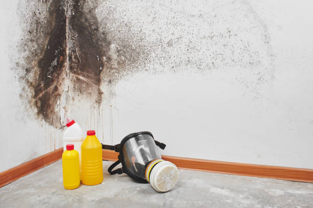 Crawl Space Mold Removal in Mikes, TX