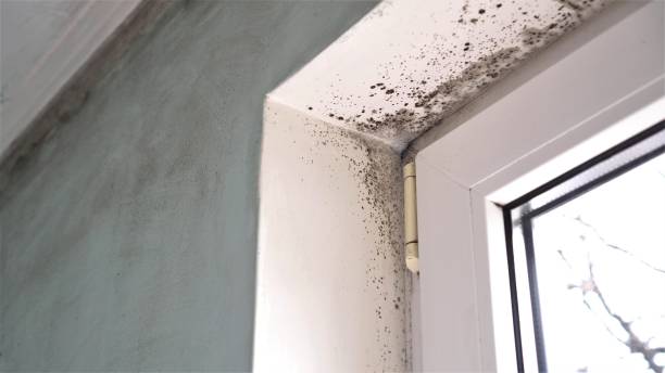 Best Mold Removal and Inspection  in Mikes, TX