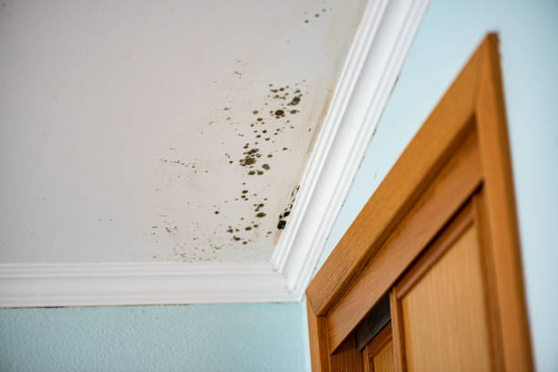 Best Same-Day Mold Removal  in Mikes, TX