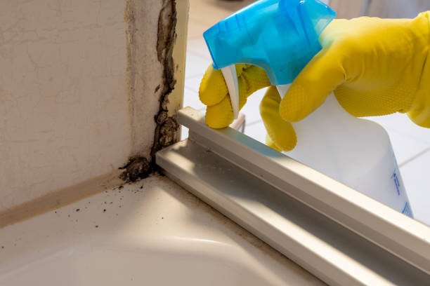 Professional Mold Removal in Mikes, TX