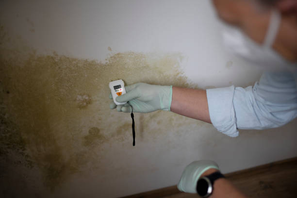Best Office Mold Removal Services  in Mikes, TX