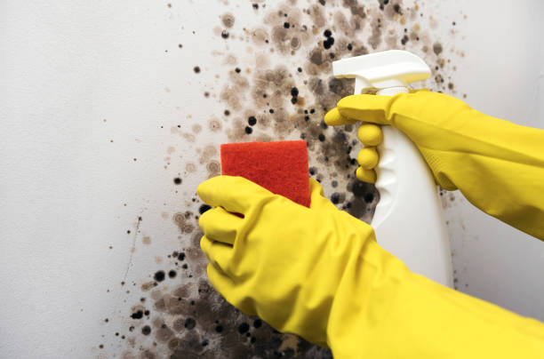 Best Fast Mold Removal  in Mikes, TX