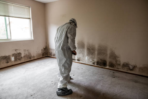 Best Mold Removal Company Near Me  in Mikes, TX