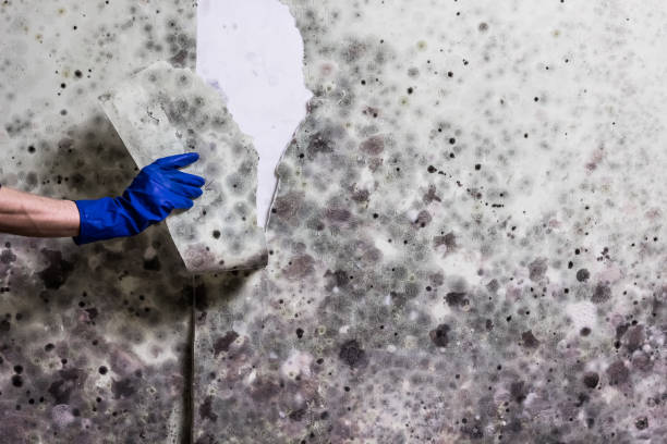 Best Professional Mold Removal  in Mikes, TX