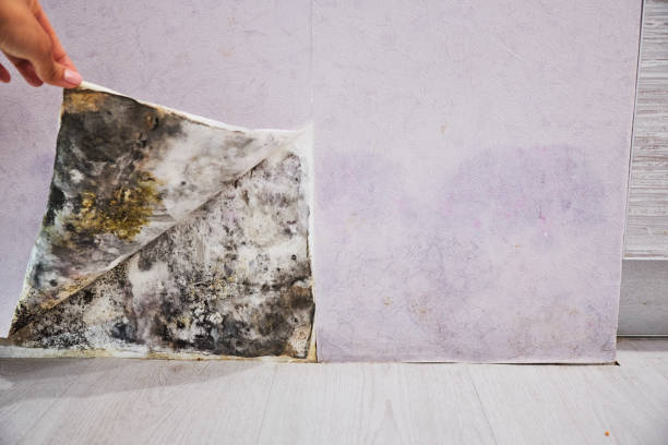 Best Residential Mold Removal  in Mikes, TX